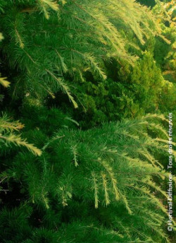 CEDRUS deodara AUREA