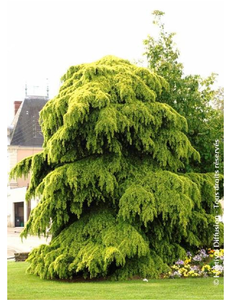 CEDRUS deodara AUREA (Cèdre doré de l'Himalaya)