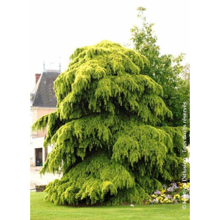 CEDRUS deodara AUREA (Cèdre doré de l'Himalaya)