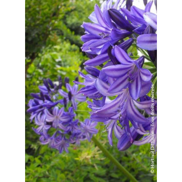 AGAPANTHUS NORTHERN STAR cov (Agapanthe, fleur de l'amour)