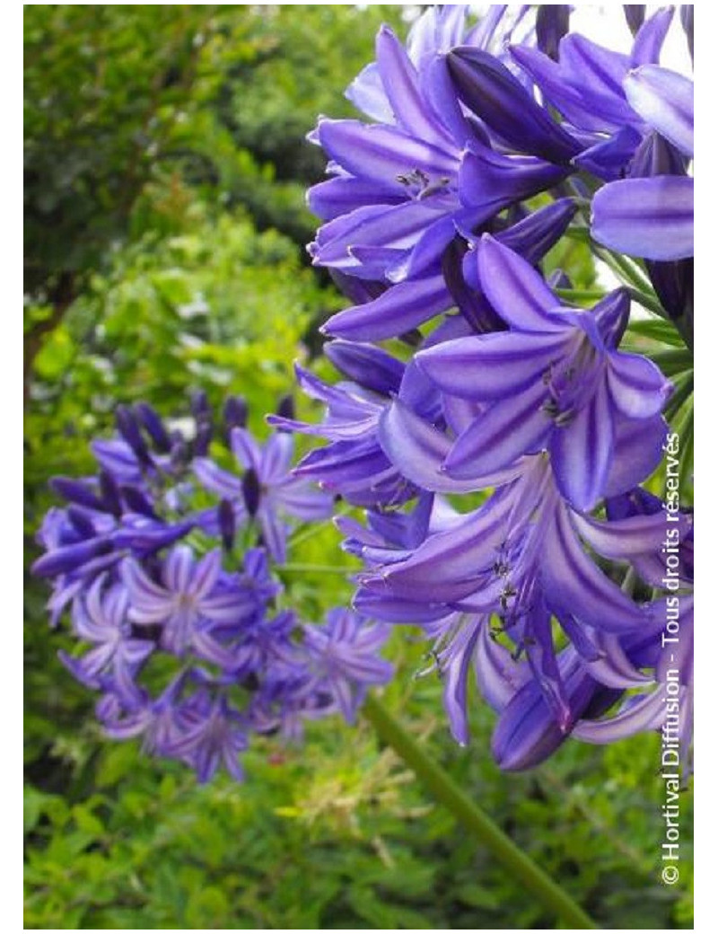 AGAPANTHUS NORTHERN STAR cov (Agapanthe, fleur de l'amour)