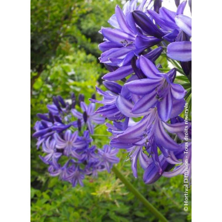 AGAPANTHUS NORTHERN STAR cov (Agapanthe, fleur de l'amour)