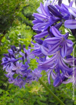 agapanthe-northern-star-agapanthus-northern-star.jpg