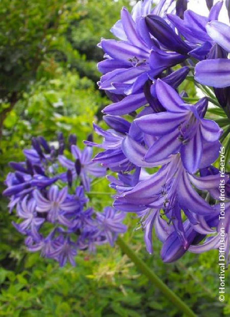 agapanthe-northern-star-agapanthus-northern-star.jpg