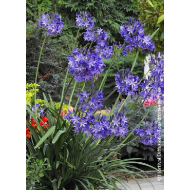 AGAPANTHUS NORTHERN STAR cov (Agapanthe, fleur de l'amour)