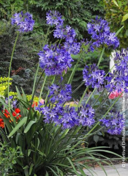 agapanthe-northern-star-agapanthus-northern-star-1.jpg