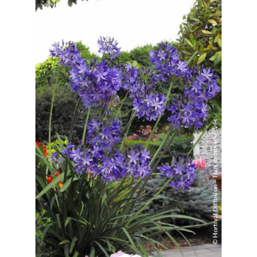 AGAPANTHUS NORTHERN STAR cov (Agapanthe, fleur de l'amour)