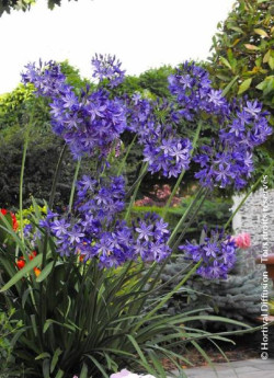 agapanthe-northern-star-agapanthus-northern-star-2.jpg