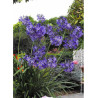 AGAPANTHUS NORTHERN STAR