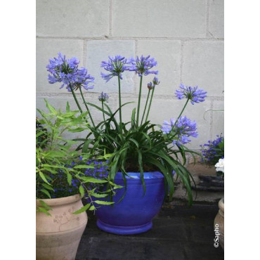 AGAPANTHUS PITCHOUNE BLUE® (Agapanthe, fleur de l'amour)