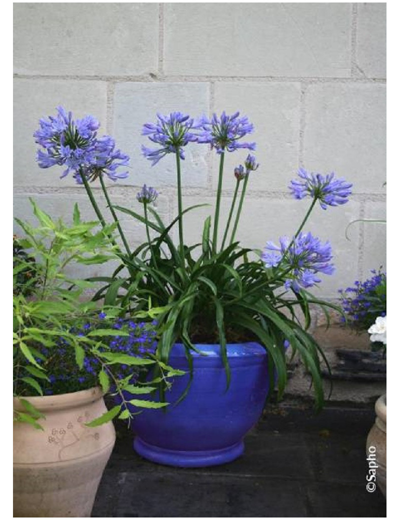 AGAPANTHUS PITCHOUNE BLUE® (Agapanthe, fleur de l'amour)