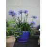 AGAPANTHUS PITCHOUNE BLUE® (Agapanthe, fleur de l'amour)