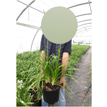 AGAPANTHUS PITCHOUNE BLUE® (Agapanthe, fleur de l'amour)