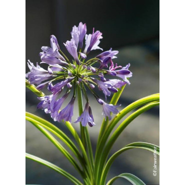 AGAPANTHUS SILVER MOON® (Agapanthe, fleur de l'amour)