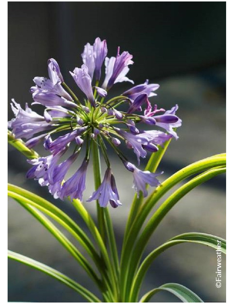 AGAPANTHUS SILVER MOON® (Agapanthe, fleur de l'amour)