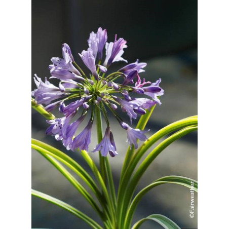 AGAPANTHUS SILVER MOON® (Agapanthe, fleur de l'amour)