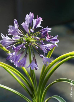 agapanthe-silver-moon-agapanthus-silver-moon.jpg