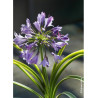 AGAPANTHUS SILVER MOON® (Agapanthe, fleur de l'amour)