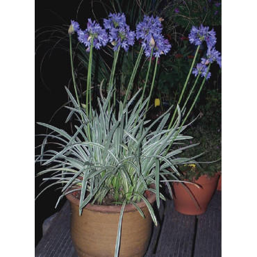 AGAPANTHUS SILVER MOON® (Agapanthe, fleur de l'amour)