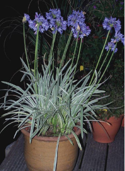 agapanthe-silver-moon-agapanthus-silver-moon-1.jpg