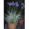 AGAPANTHUS SILVER MOON® (Agapanthe, fleur de l'amour)