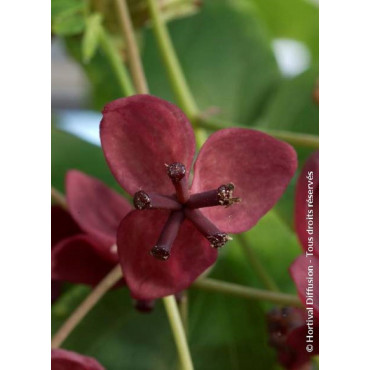 AKEBIA quinata (Akébie à cinq feuilles) - fleur