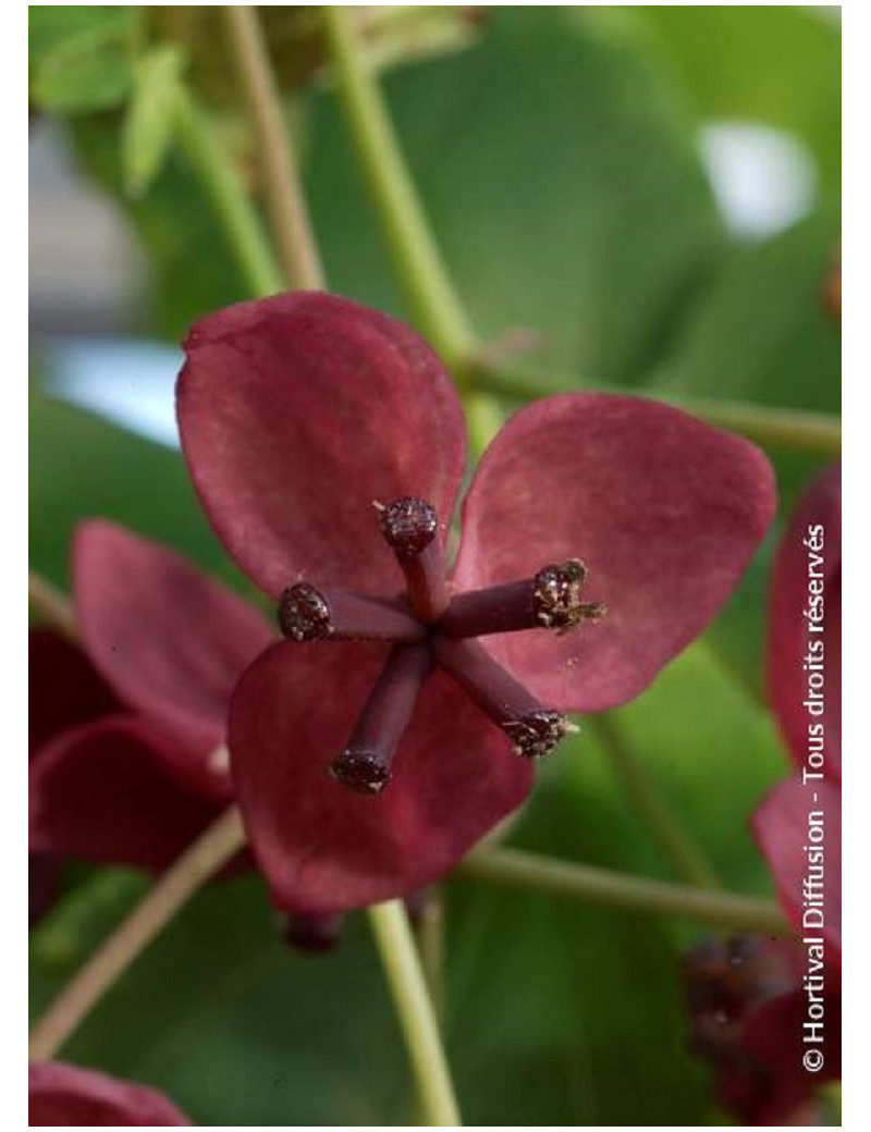 AKEBIA quinata (Akébie à cinq feuilles)