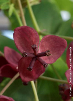 akebie-a-cinq-feuilles-akebia-quinata-5.jpg