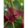 AKEBIA quinata (Akébie à cinq feuilles) - fleur