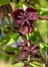 akebie-a-cinq-feuilles-akebia-quinata-2.jpg