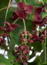 akebie-a-cinq-feuilles-akebia-quinata-3.jpg