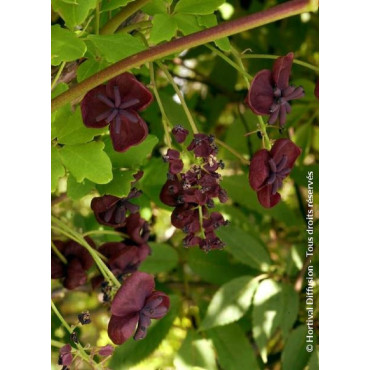 AKEBIA quinata (Akébie à cinq feuilles)