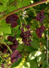 akebie-a-cinq-feuilles-akebia-quinata-4.jpg