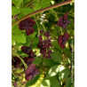 AKEBIA quinata
