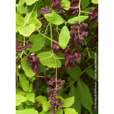 AKEBIA quinata (Akébie à cinq feuilles)