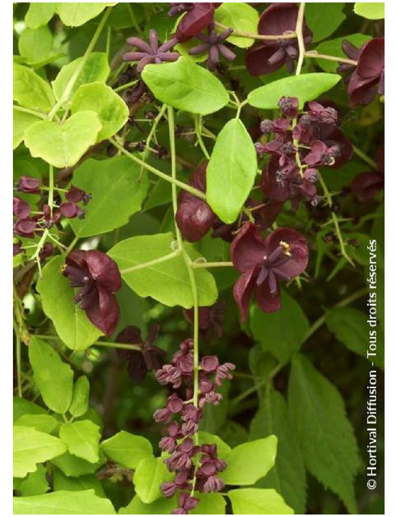 AKEBIA quinata (Akébie à cinq feuilles)