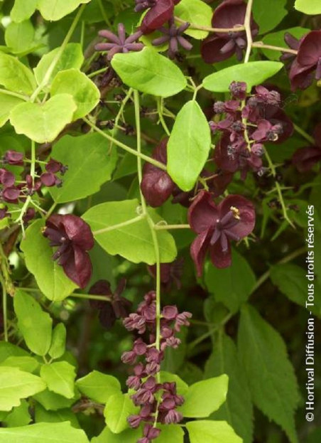 akebie-a-cinq-feuilles-akebia-quinata.jpg