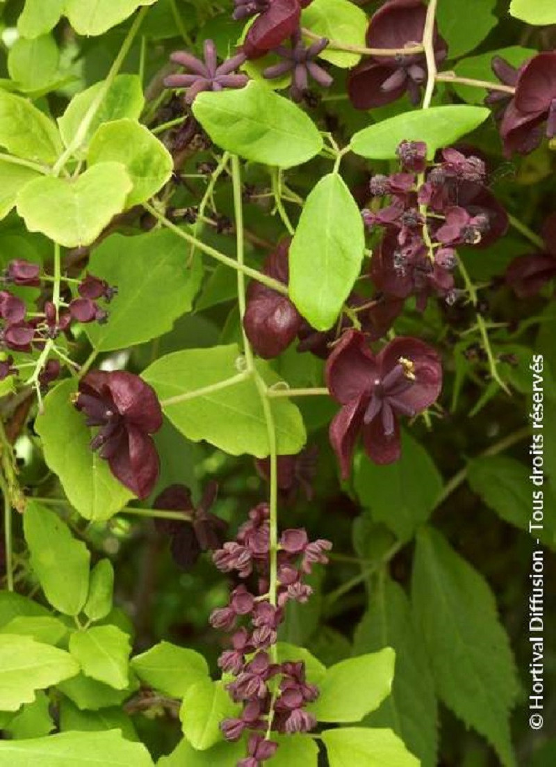 akebie-a-cinq-feuilles-akebia-quinata.jpg