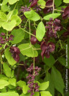akebie-a-cinq-feuilles-akebia-quinata.jpg