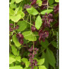 AKEBIA quinata