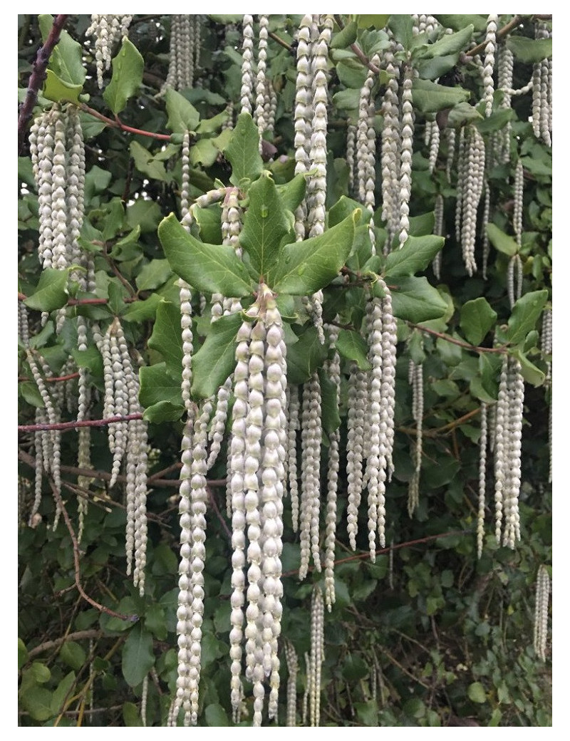 GARRYA elliptica (Garrya à feuilles elliptiques)