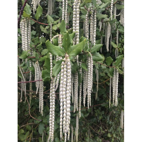 GARRYA elliptica (Garrya à feuilles elliptiques)