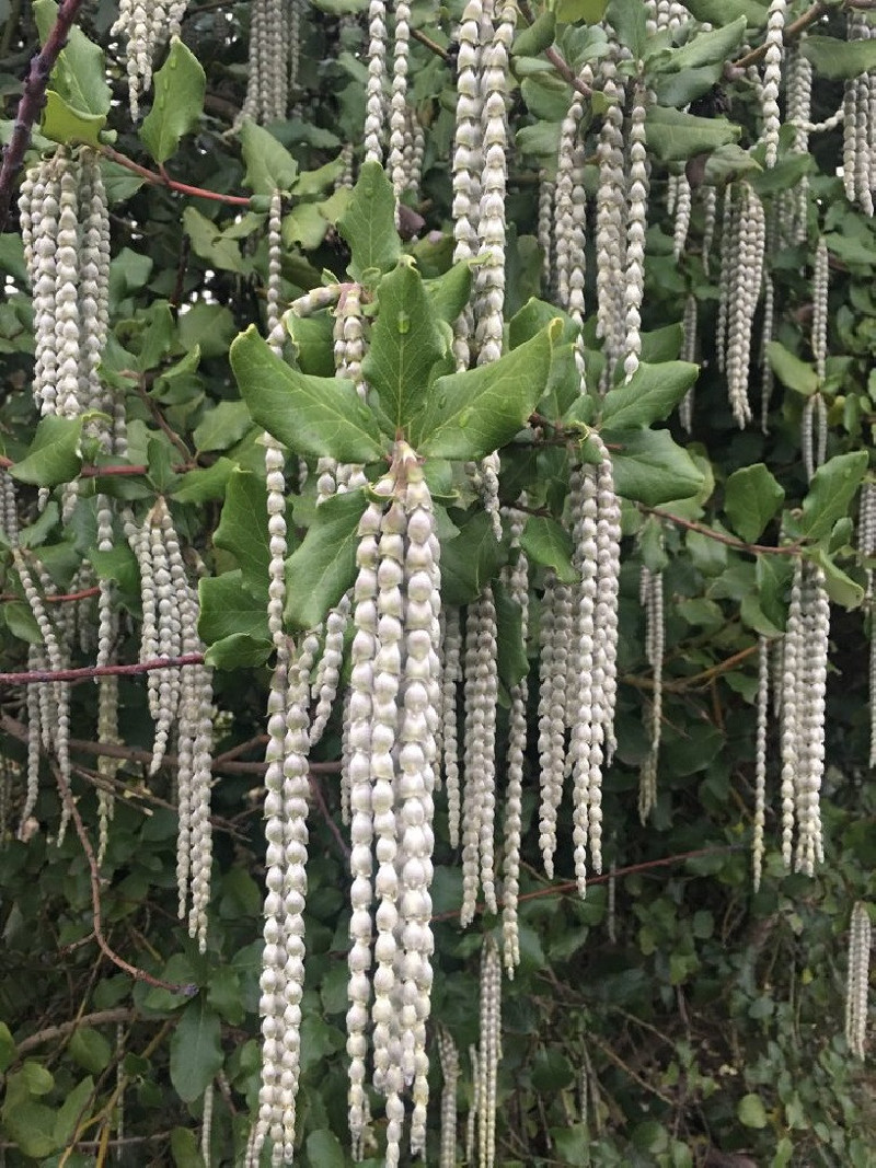 GARRYA elliptica