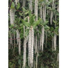 GARRYA elliptica (Garrya à feuilles elliptiques)