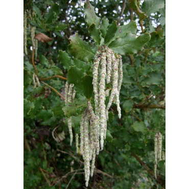 GARRYA elliptica (Garrya à feuilles elliptiques)