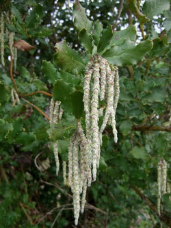 GARRYA elliptica