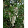 GARRYA elliptica (Garrya à feuilles elliptiques)