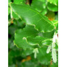 GARRYA elliptica (Garrya à feuilles elliptiques)