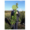 AKEBIA quinata En pot de 4-5 litres hauteur 080-100 cm