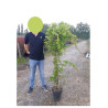 AKEBIA quinata En pot de 10-12 litres hauteur 100-150 cm